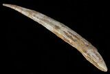 Large, Hybodus Shark Dorsal Spine - Cretaceous (Composite) #73132-1